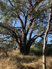 Eucalyptus viminalis pryoriana