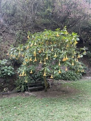 Brugmansia