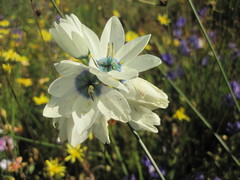 Ixia abbreviata