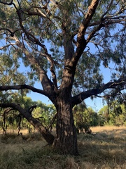 Eucalyptus viminalis pryoriana