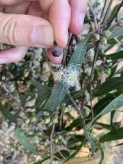 Eucalyptus viminalis pryoriana