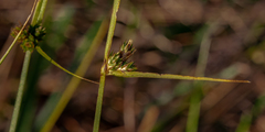 Carex inversa