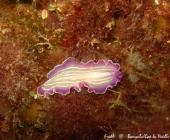 Prostheceraeus roseus