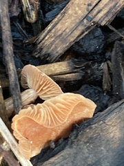 Tubaria furfuracea