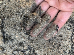 Eucalyptus viminalis pryoriana