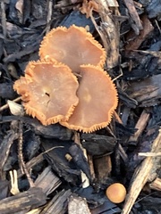 Tubaria furfuracea