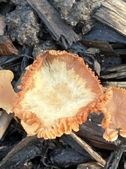 Tubaria furfuracea