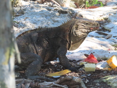 Cyclura nubila