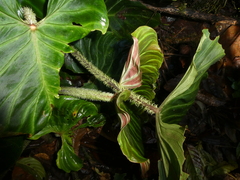 Philodendron verrucosum