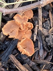 Tubaria furfuracea
