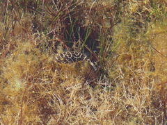 Sphoeroides testudineus