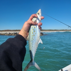 Scomberomorus maculatus