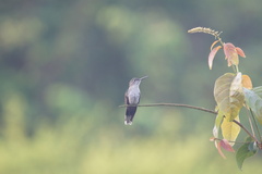 Campylopterus largipennis