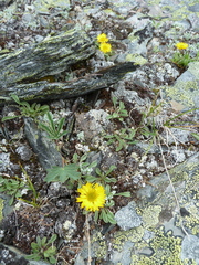 Erigeron aureus