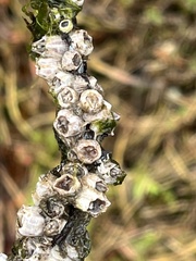 Amphibalanus amphitrite