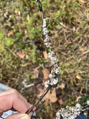 Amphibalanus amphitrite