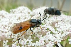 Arge melanochra