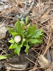 Helleborus