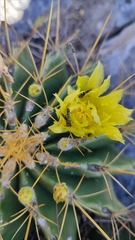 Ferocactus echidne