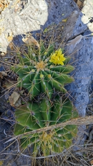 Ferocactus echidne
