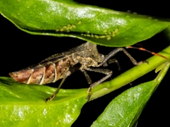 Elasmopoda