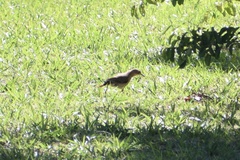 Furnarius rufus