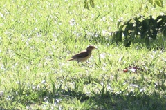 Furnarius rufus