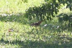 Furnarius rufus