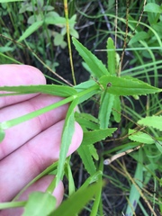 Physostegia parviflora