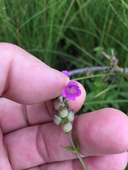 Physostegia parviflora