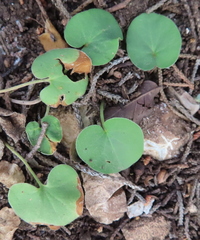 Dichondra carolinensis