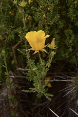 Balbisia peduncularis