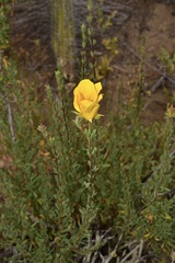 Balbisia peduncularis