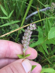 Physostegia parviflora