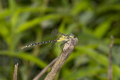 Austrogomphus ochraceus
