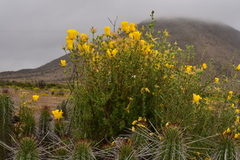 Balbisia peduncularis
