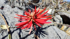 Erythrina sierra