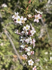Escallonia virgata