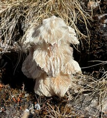 Eriophyton wallichii
