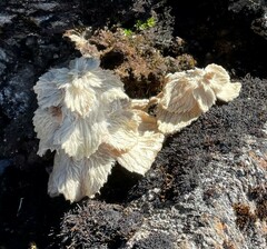 Eriophyton wallichii