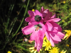 Ixia abbreviata