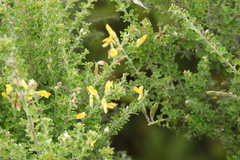 Genista canariensis image