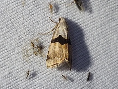 Cobubatha lixiva