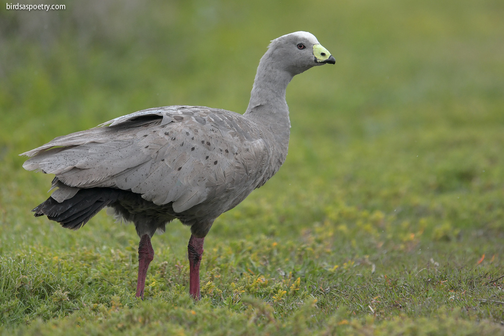 Cape Barren Goose photo