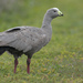 Cape Barren Goose - Photo (c) I Am birdsaspoetry.com , some rights reserved (CC BY)
