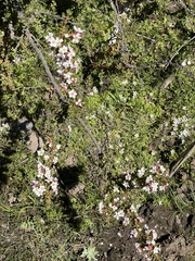 Escallonia virgata