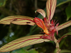 Columnea
