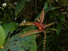 Columnea