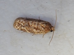 Choristoneura houstonana