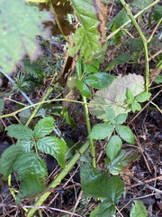 Rubus bifrons